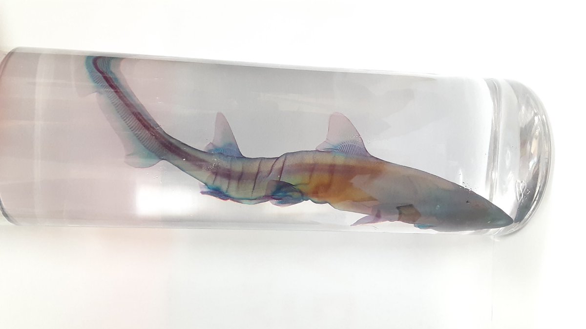 東海大学静岡キャンパス建学祭残り8日
本日の標本はドチザメの透明標本です。こちらの標本は建学祭で販売予定です。是非お買い求めください。