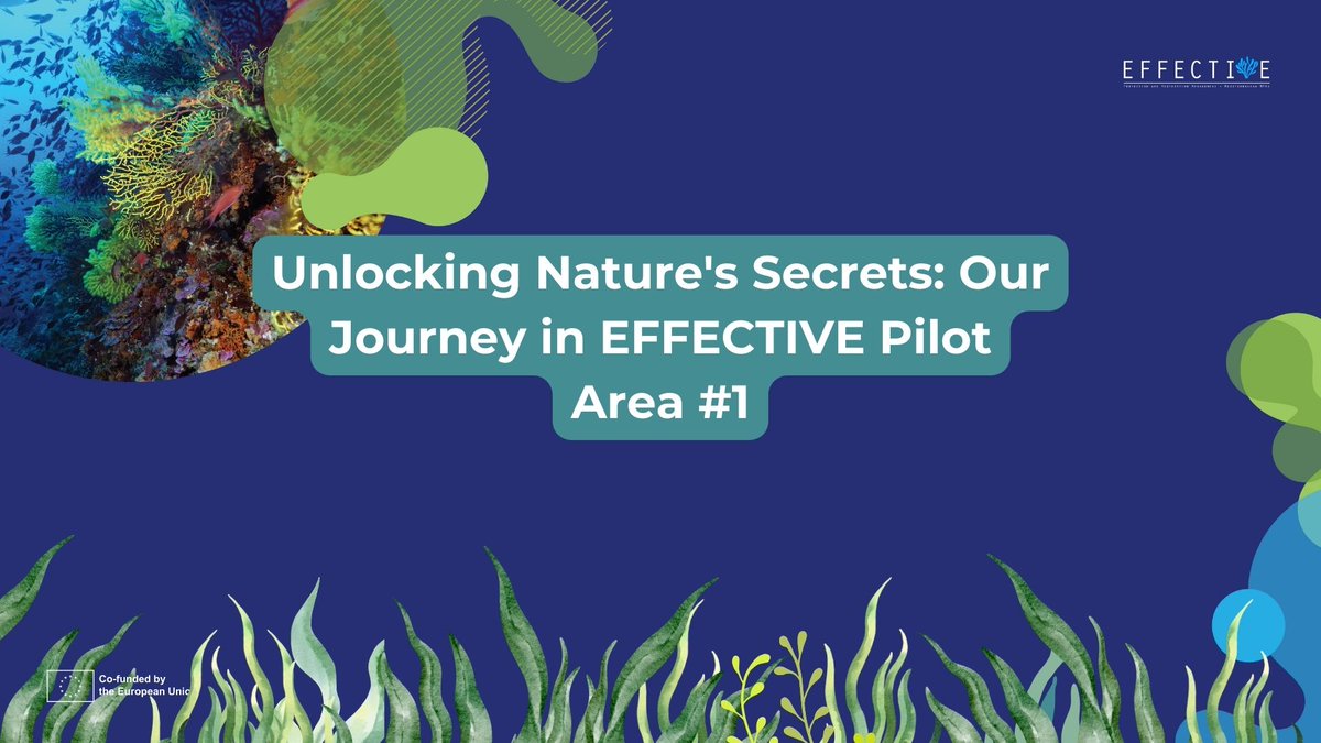 EFFECTIVE-Project tweet media