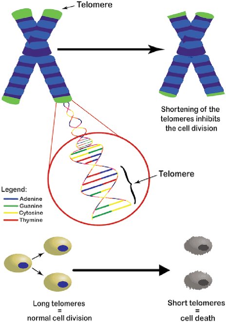 Our telomeres, the protective caps on our chromosomes, naturally shorten as we age, leading to cellular ageing and senescence.

This means that as we get older, our cells become less able to divide and repair themselves.