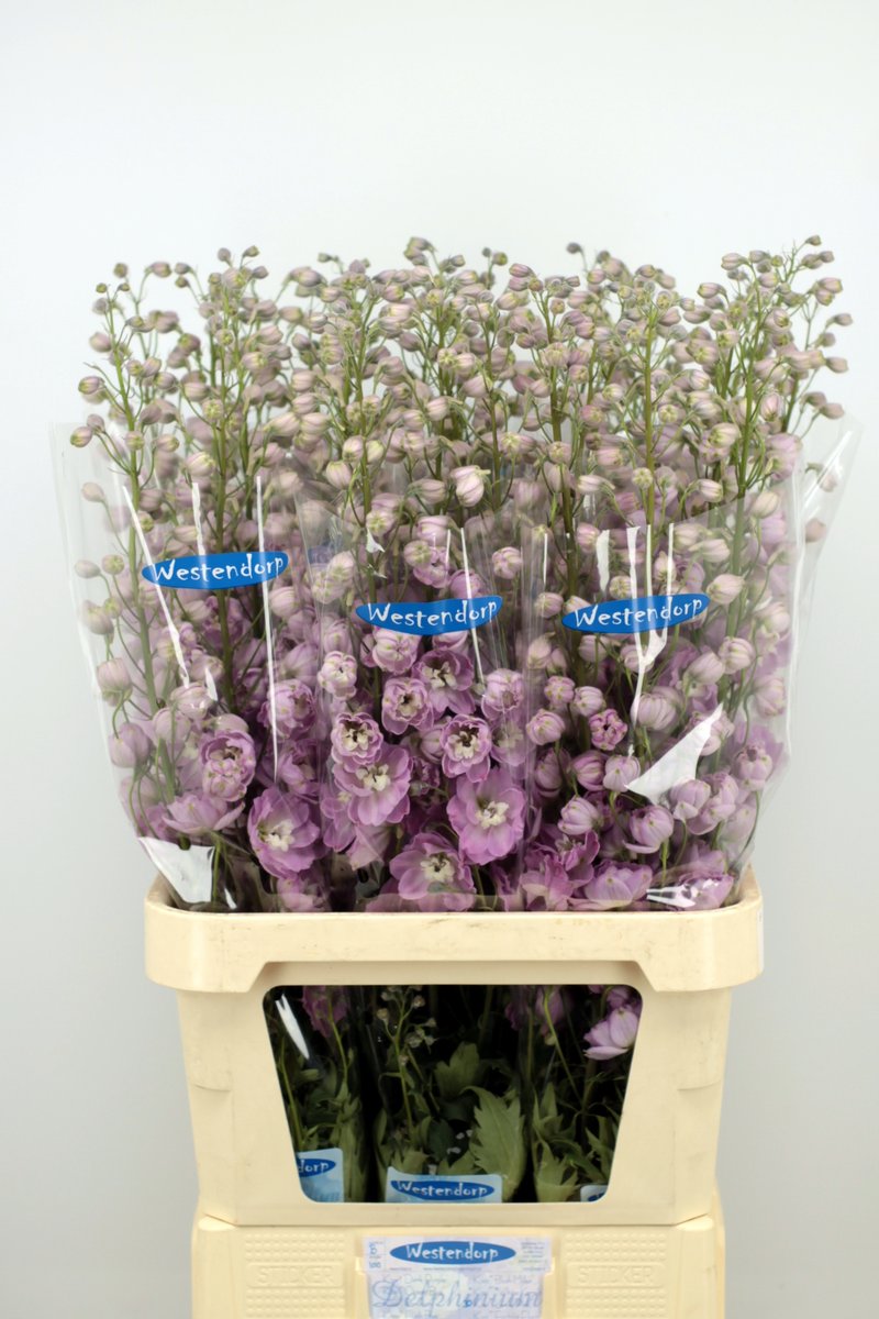 awestendorp's tweet photo. morgen een paar emmertjes Delphinium voor de klok in Aalsmeer https://t.co/Ekd0jbEVVq