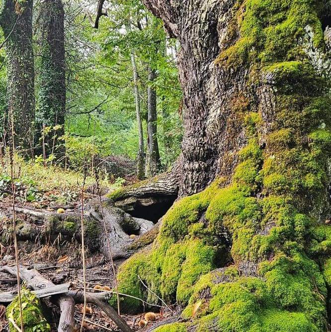 Turismo Norte de Extremadura tweet media