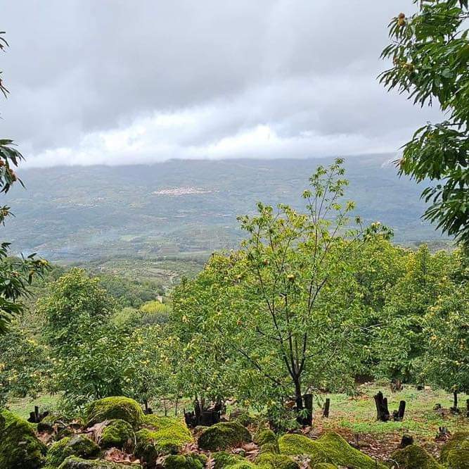 Turismo Norte de Extremadura tweet media