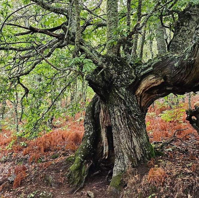 Turismo Norte de Extremadura tweet media