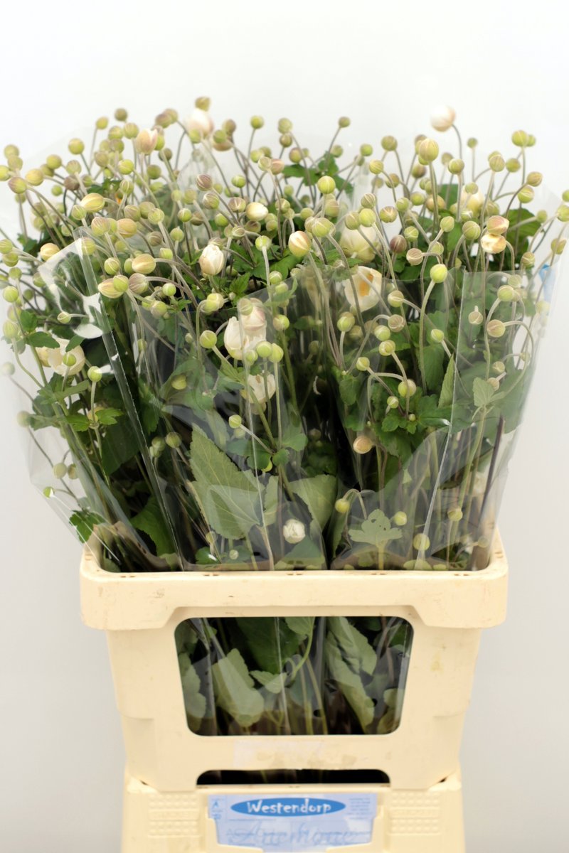 awestendorp's tweet photo. De laatste Anemonen morgen voor de klok.  Zoals altijd ook deels via klokvoorverkoop.
volgend jaar weer meer https://t.co/LtxC2PkHEs