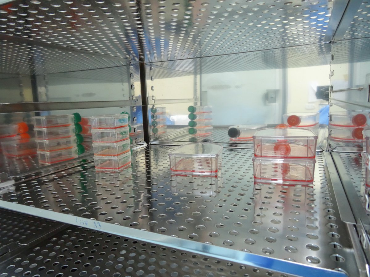 CarlaRSerna's tweet photo. Cultivo celular
Línea celular: Madin Darby Canine Kidney 
Aislamiento: Influenza Virus

#virus
#cellculture
#laboratory
#isolation https://t.co/JJDbXMJTgW