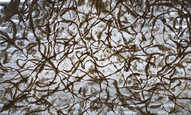 MetsaSpring's tweet photo. The lacy curtain below is made in a yarn spun by Sirpa Mörsky herself using Kuura fibre. The Kuura fibre is made out of pine and spruce from certified, sustainably managed Finnish forests. (2/5)
#biobasedtextiles https://t.co/5WPGuHpwOI