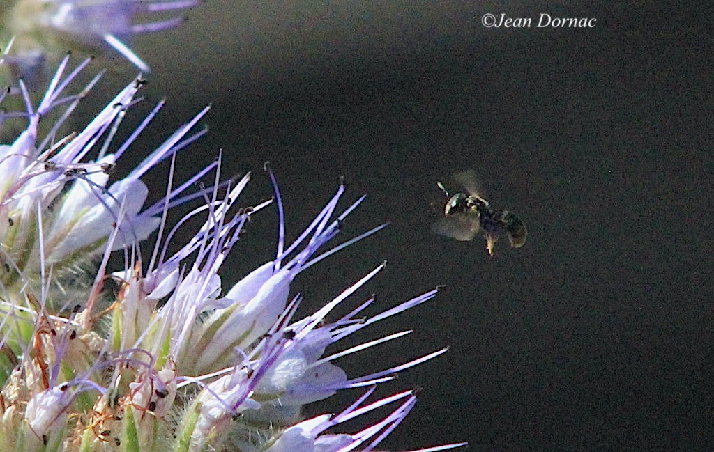 JeanDornac's tweet photo. Par mille battements de tes petites ailes, tu t’approches, l’insecte, des sources du nectar que tu sens avec gourmandise... #mille #battements #ailes #approches #insecte #sources #nectar #gourmandise #2016 #parc #têteOr #Lyon https://t.co/tjOCbaoAlr