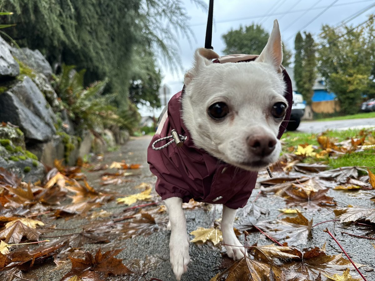 OKC2PDX's tweet photo. My dog was particularly photogenic today. https://t.co/Xo4CjbTRua