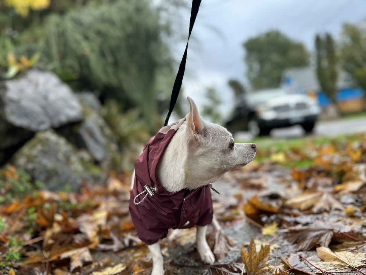 OKC2PDX's tweet photo. My dog was particularly photogenic today. https://t.co/Xo4CjbTRua