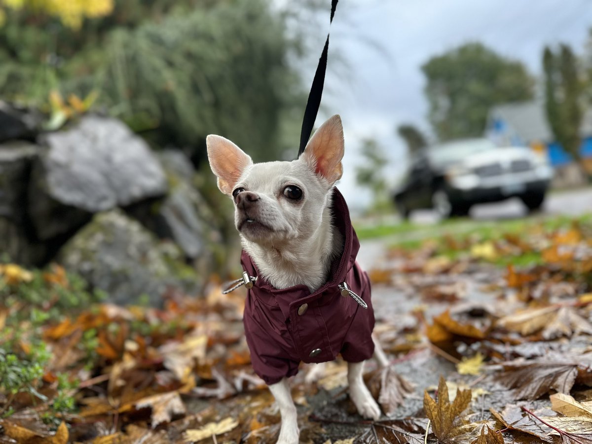 OKC2PDX's tweet photo. My dog was particularly photogenic today. https://t.co/Xo4CjbTRua