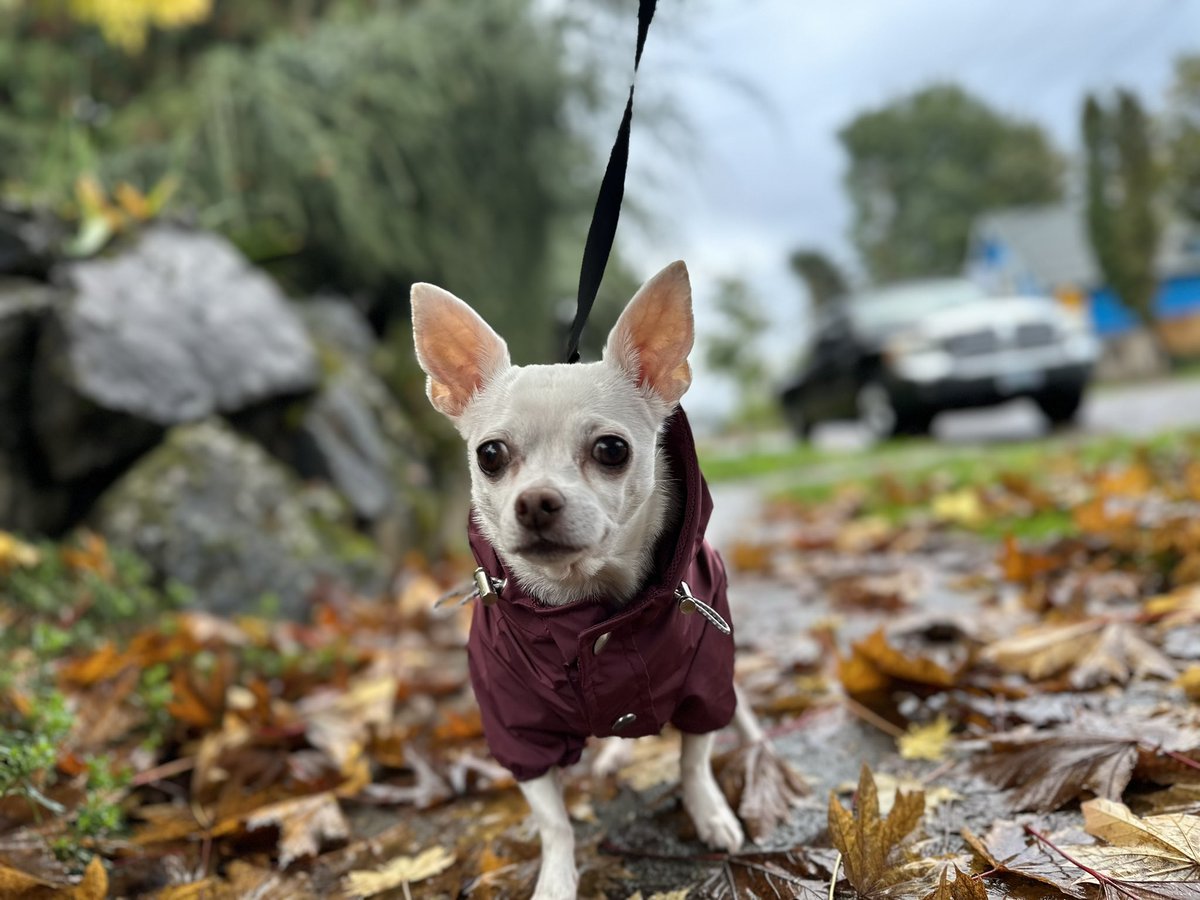 OKC2PDX's tweet photo. My dog was particularly photogenic today. https://t.co/Xo4CjbTRua