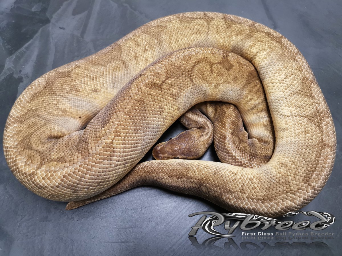 Pybreed1's tweet image. Sunset Vanilla _ cb21
#ballpython #ballpythons #pythonregius #snakes #snek #Snake #royalpython #königspython #desertghostballpython #reptilian #reptile #reptiles #schlange #terrariafanart #animal #animals #animallover #AnimalCrossing #pets #球蟒 #볼파 #볼파이톤 #볼파이쏜