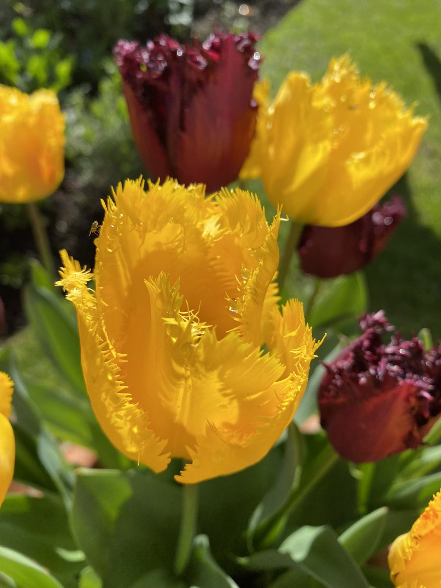 Good morning all, well it’s a dull wet start here to #ThrowbackThursday so I’ve chosen this one of my tulips from back in the spring to brighten up the mood.
Have a great day everyone #GardeningTwitter #GardeningX