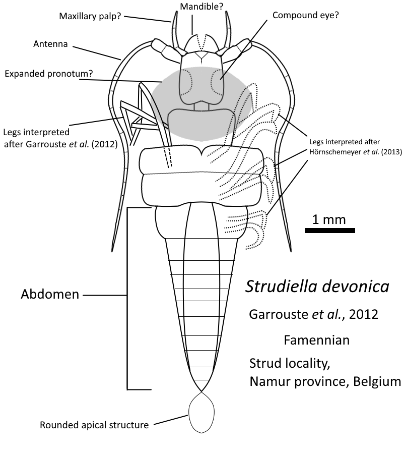 For Day 27 entry of #paleoctober, here is PSA about Strudiella, enigmatic arthropod from Devonian. (I will be busy around tomorrow so I post this today)
Here is diagrammatic reconstruction as presumed insect, although its affinity is discussed. So what is Strudiella? (1/?)
