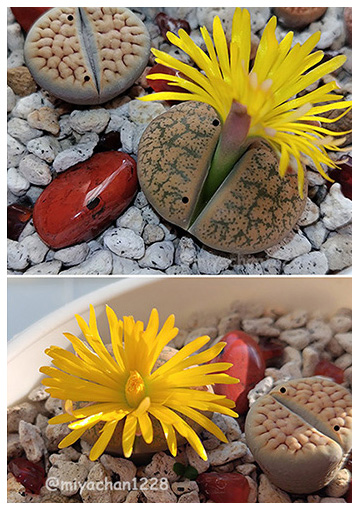 miyachan1228's tweet photo. #タニパト 🌵💕 オオサンショウウオちゃんのお花が咲きました🥰咲き方のクセがすごい(* ´艸`)クスクス♪可愛い💛
#リトープス #リトープスの花 #多肉植物 #オレントンフォーム #C005 #紫勲玉系 #顔を描きたくなるかわいさ♥️ https://t.co/ULpBtWsCpw