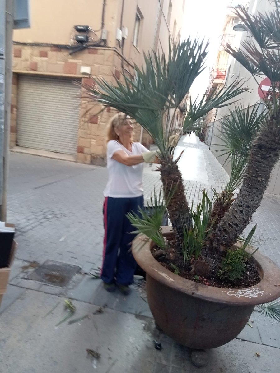 Després de mesos sense rec ni cap esporga, va passar la brigada fa una setmana als carrers del centre de #Badalona i va treure algunes de les plantes que gràcies a les veïnes estaven ben ufanes.Per a qui treballa la brigada i quina és la feina que ha de fer, conservar o destruir?