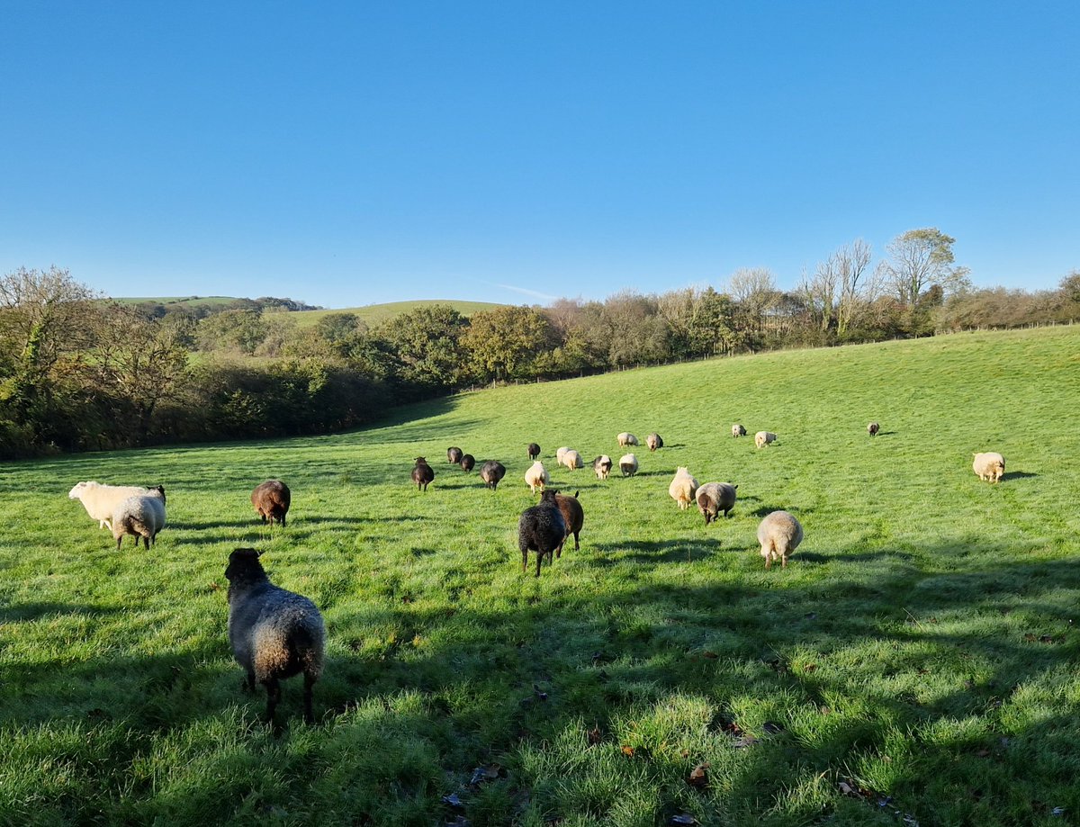 WPSSanctuary's tweet photo. What a fabulous day yesterday! It started bright but chilly and turned into a warm, beautiful autumn day. The sheep all had a fresh bite of grass as well โ๏ธ๐ฑโ๏ธ
#animalsanctuary #Autumn #bluesky #freshgrass #sheep365 #nonprofit #Amazonwishlist #foreverhome #animallovers https://t.co/H9w5ZxPNk2