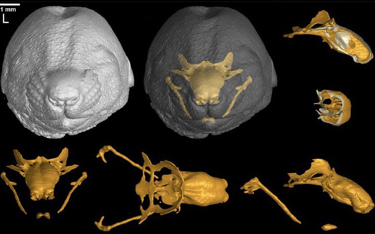 Adameyko lab is hiring! We search for an experimentalist postdoc (preferably with a bit of computational skills) to work with us on the enigma of craniofacial development. The major project is focused on mechanisms scaling up the skull and introducing facial individuality.