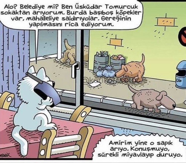 Kedileri uzaylıdır 😁