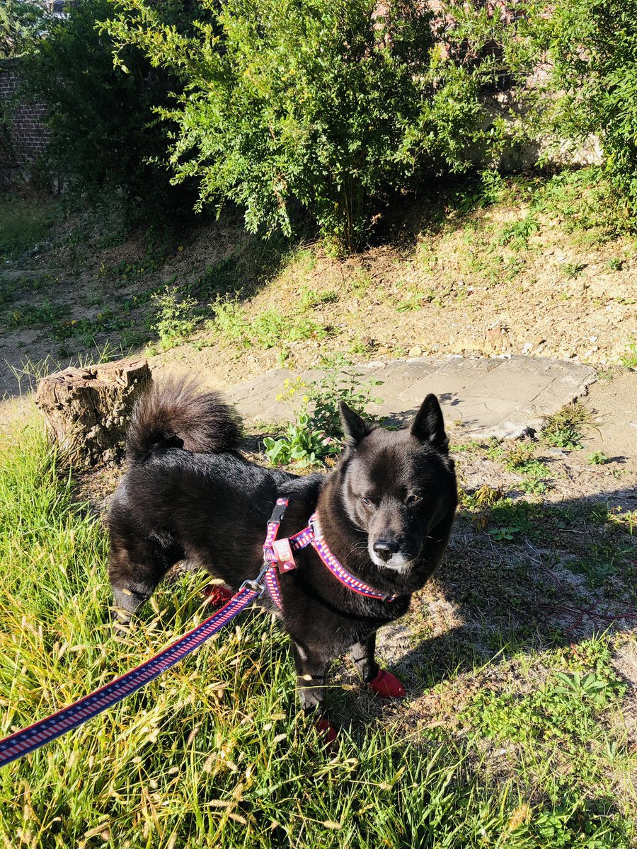 doremi_dog's tweet photo. 🐺🐱 https://t.co/ErALboSzDG