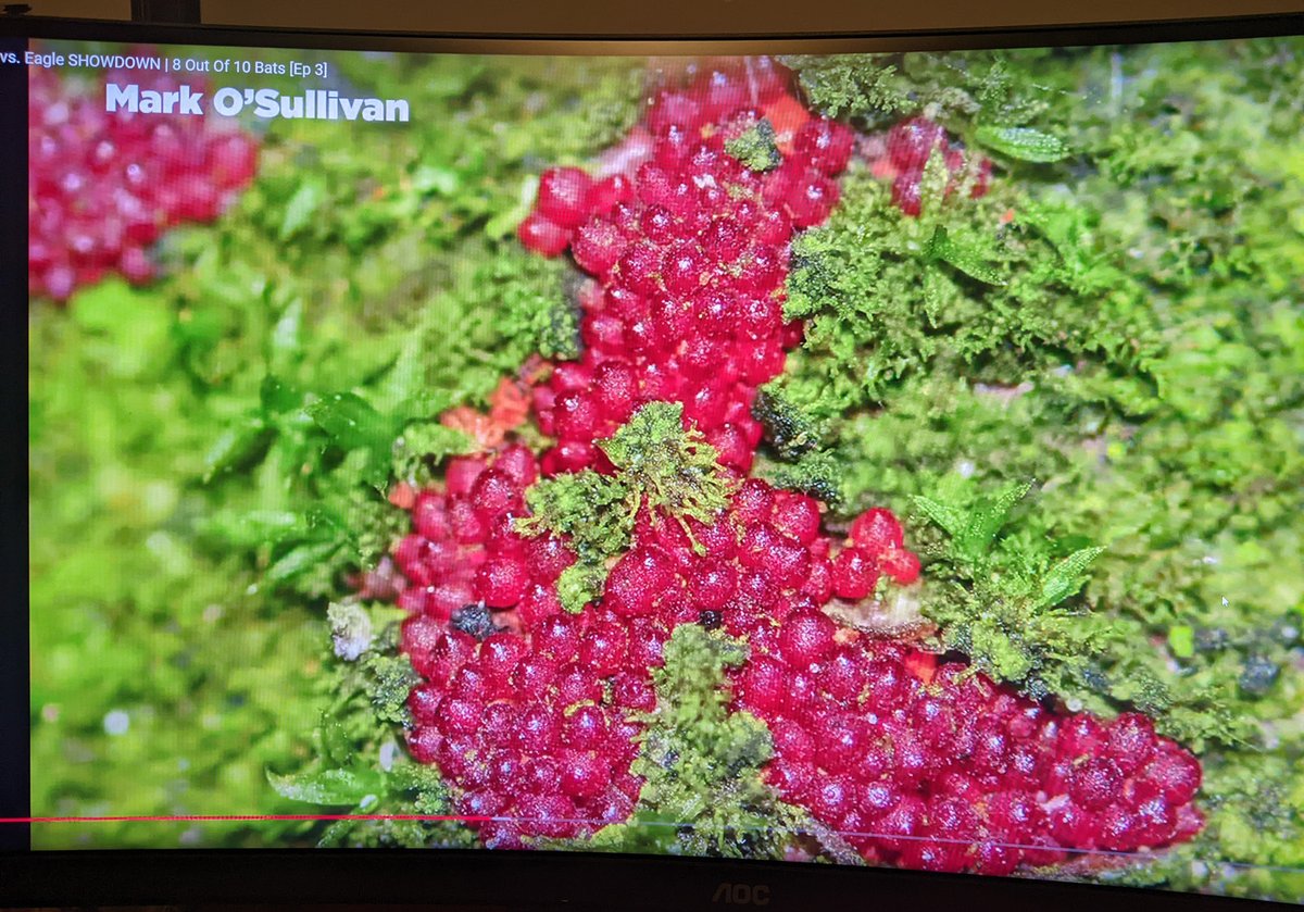 I was thrilled to see my photo of a fungus appear on screen on last night's episode of 8 out of 10 bats.

Chris Packham has put together the show; an alternative to (the cancelled) Autumnwatch on YouTube. It's excellent, well worth viewing.

@8outof10bats #HobHeyWood #Fungi