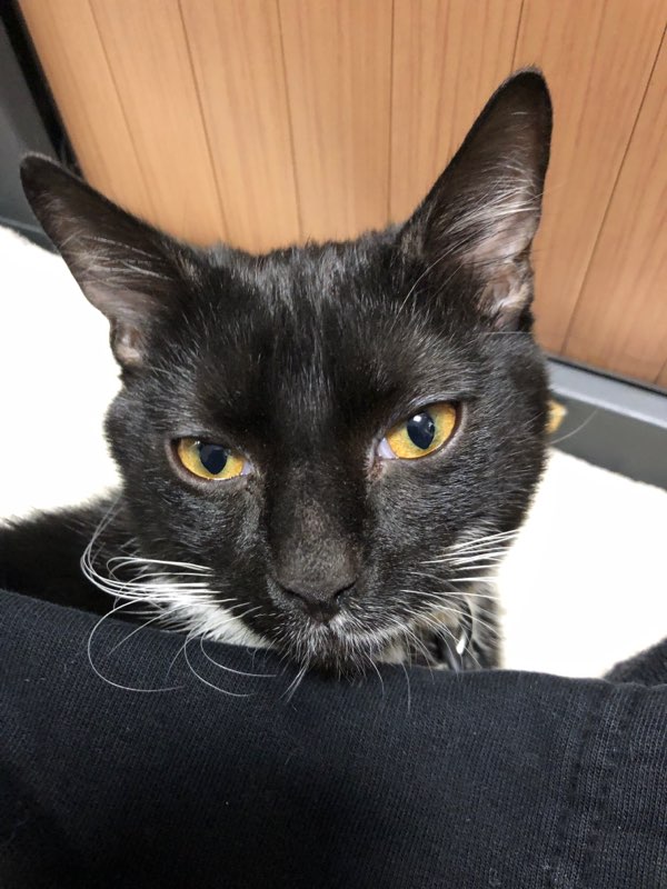 [#Disparition] 📢🐱
Notre #Bounty a disparu !😥
Chatte noire plutôt fine, pucée, avec les pattes blanches. 
Si vous la voyez, n'hésitez pas à nous contacter...📞
Merci pour votre #aide ❗️🙏
