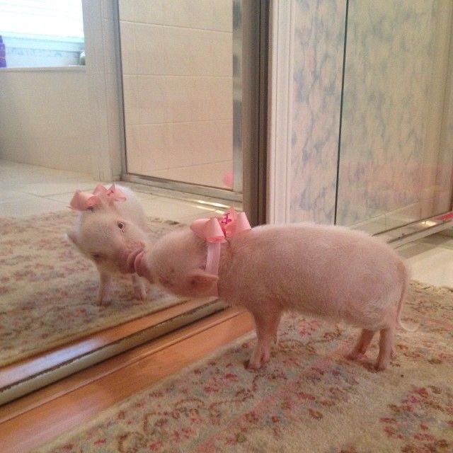 TanWa032_JKW's tweet photo. พะโล้ส่องความสวยของพะโล้ค่ะ🐷 https://t.co/0QX67quc6D