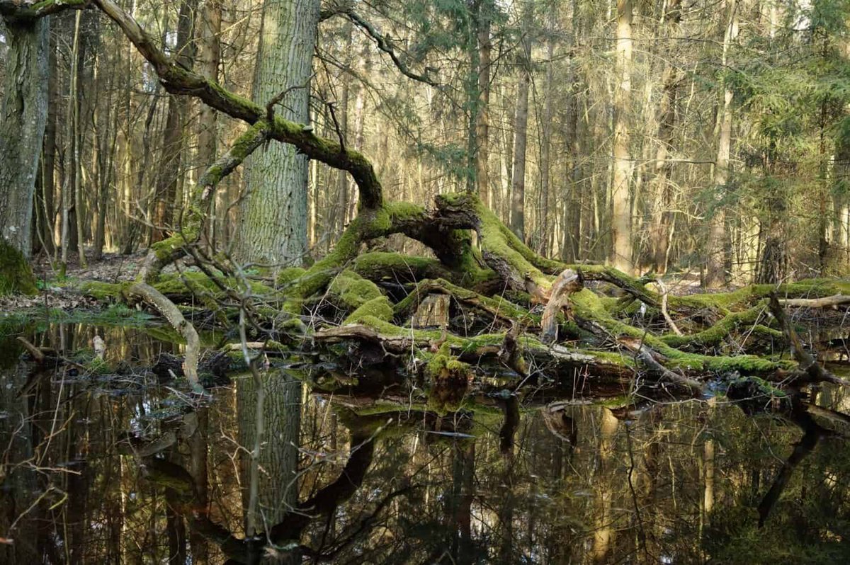 Discover the Oldest Forest in Europe - Białowieża Forest

a-z-animals.com/blog/discover-… #azanimals