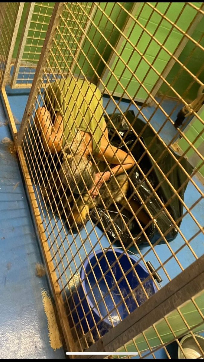 This picture was taken on 15/08/2023 at 23.36
Annie cuddling her dead dog Lionel…he was only 3 years old DEAD in a black bag . Why these dogs were euthanised at Lost Souls Animal Sanctuary has still to be satisfactorily explained by Monmouthshire Council. Lessons need to be