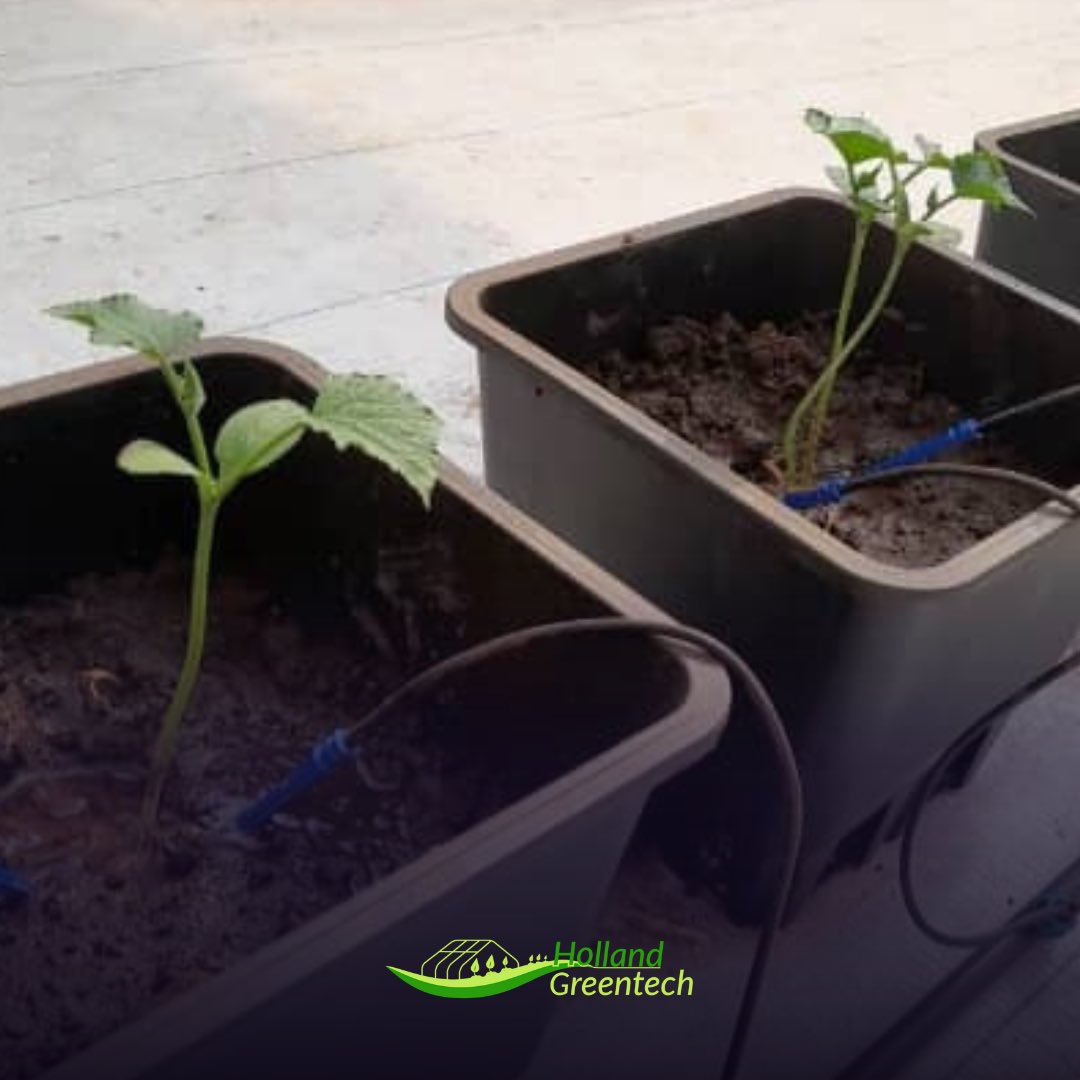 HGTRwanda's tweet photo. 🎙️#DidYouKnow🎙️
Small area at your #home could be exploited!
#Dripper (2-Way, 4-Way), are your best #solutions to #irrigate your #crops in #buckets!
📲+250781449656
#SurfaceDripIrrigation
#GrowBeyond
#AchieveTheNextStep in #Horticulture https://t.co/DlXHCa1wAA