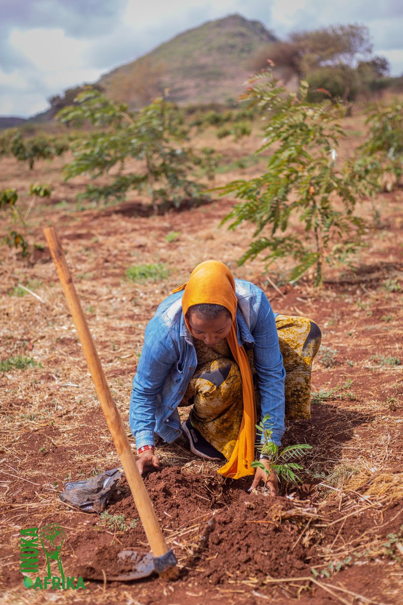 napo_kenya's tweet image. We hosted 18 inspiring youths from @inukaafrika_ for their third study visit on Nature based solutions (NBS).  

The team visited our Ramat project which is focused on supporting  community-driven natural regeneration.

#INUKAAfrika #Ramat #NaturalRegeneration #FMNR
@Y4Nature