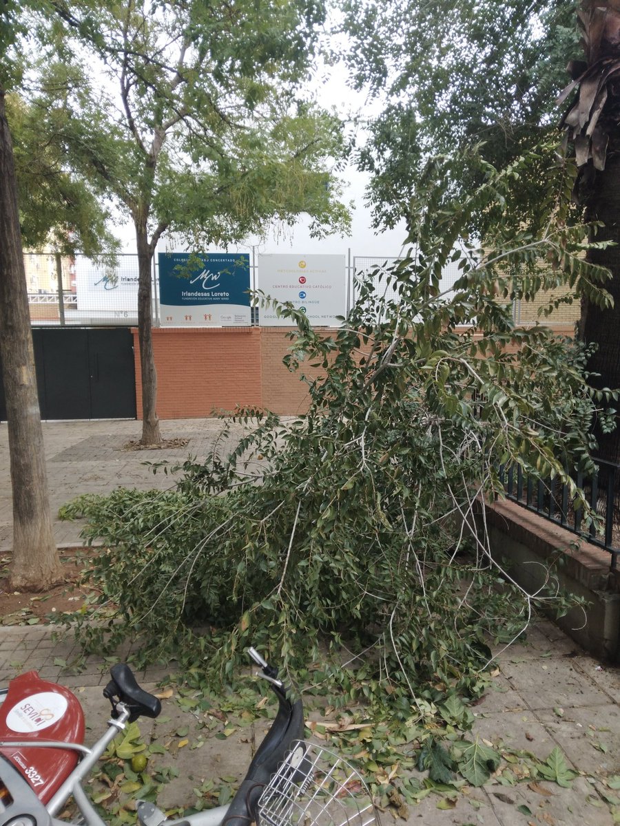 NervionSanPablo's tweet photo. La apuesta del alcalde #JoséLuisSanz por una #Sevilla a dos velocidades.
Mientras algunos barrios ya se encuentran limpios de la borrasca del domingo, otros, como #TuDistrito San Pablo-Santa Justa sigue en un lamentable estado de dejadez.
¡Actúen de una vez! #SevillaSinAlcalde https://t.co/5AsETbEl7X