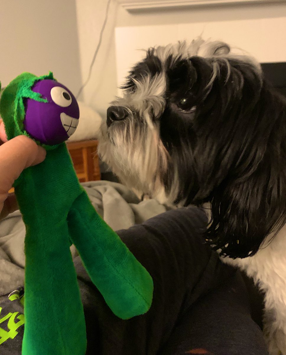Guys I tore the face off Gumby, and I shit you not, he has a new one now. #wtf #bandit #dogsoftwitter
