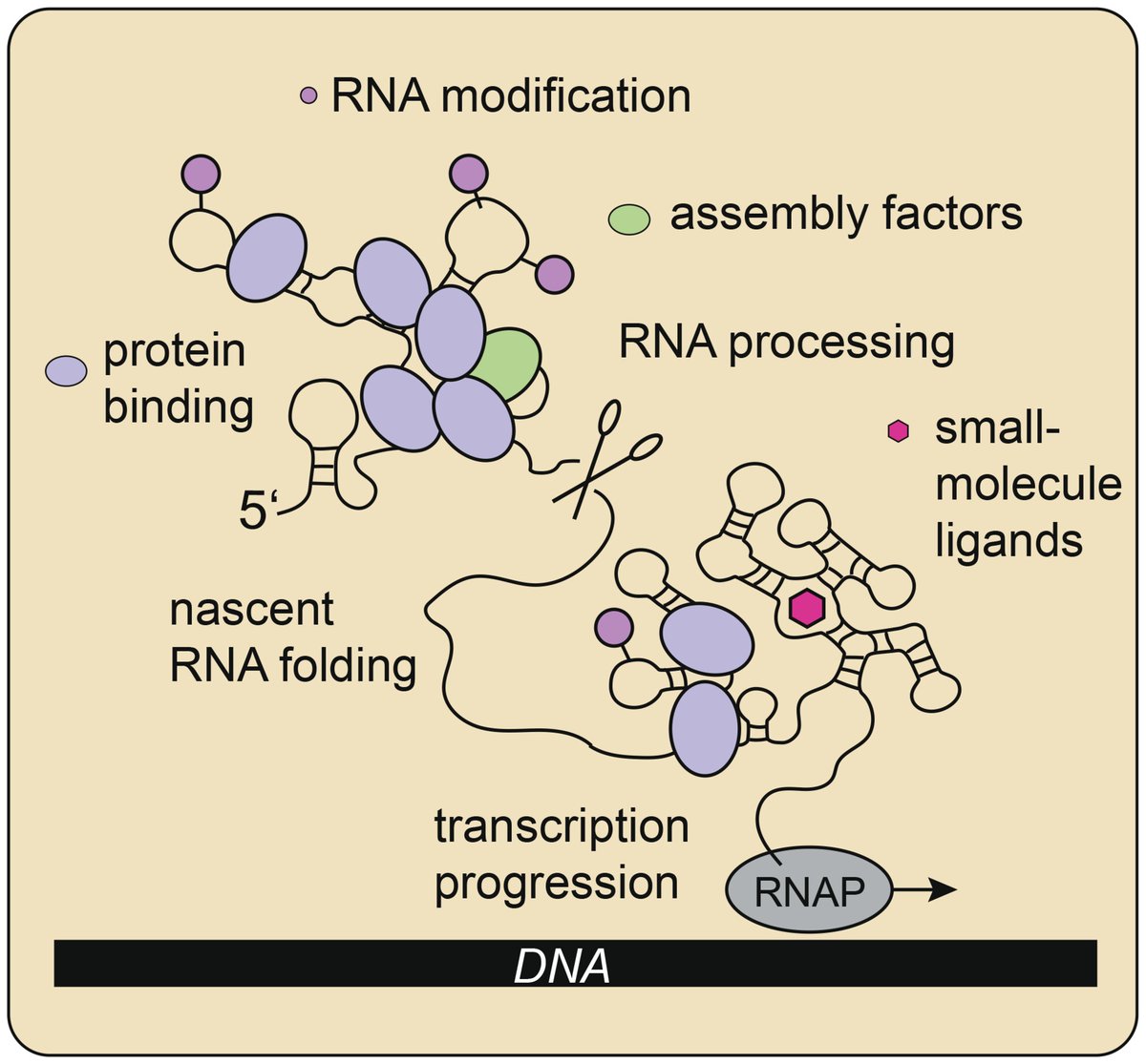 FEBS_Letters's tweet photo. ✳️ Thrilled to announce the new Graphical Review ´Co-transcriptional assembly mechanisms of protein-RNA complexes´ by Nusrat Qureshi &amp; Olivier Duss 🧬

@OlivierDuss @embl @FEBSnews @LuciaCiglar

➡️ https://t.co/kB83dRyYYn

#Transcription #RNAfolding #RNAmodification #Splicing https://t.co/p960kWkSbY