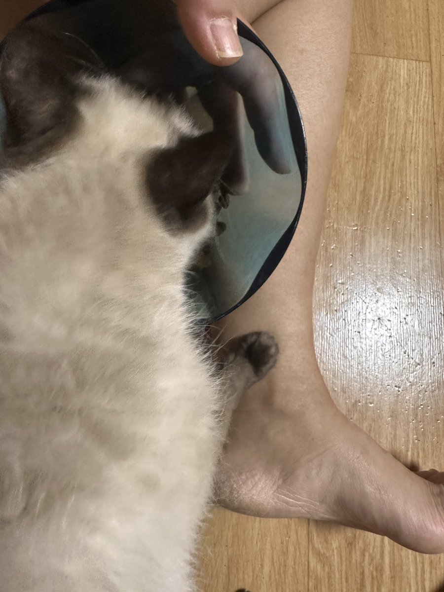 mirror_cat_'s tweet photo. 뇌성마비 기적이는 안아서 식사를 챙겨 줘야 해요 중심을 못 잡아서 ㅠ https://t.co/PwMrV8KcuF