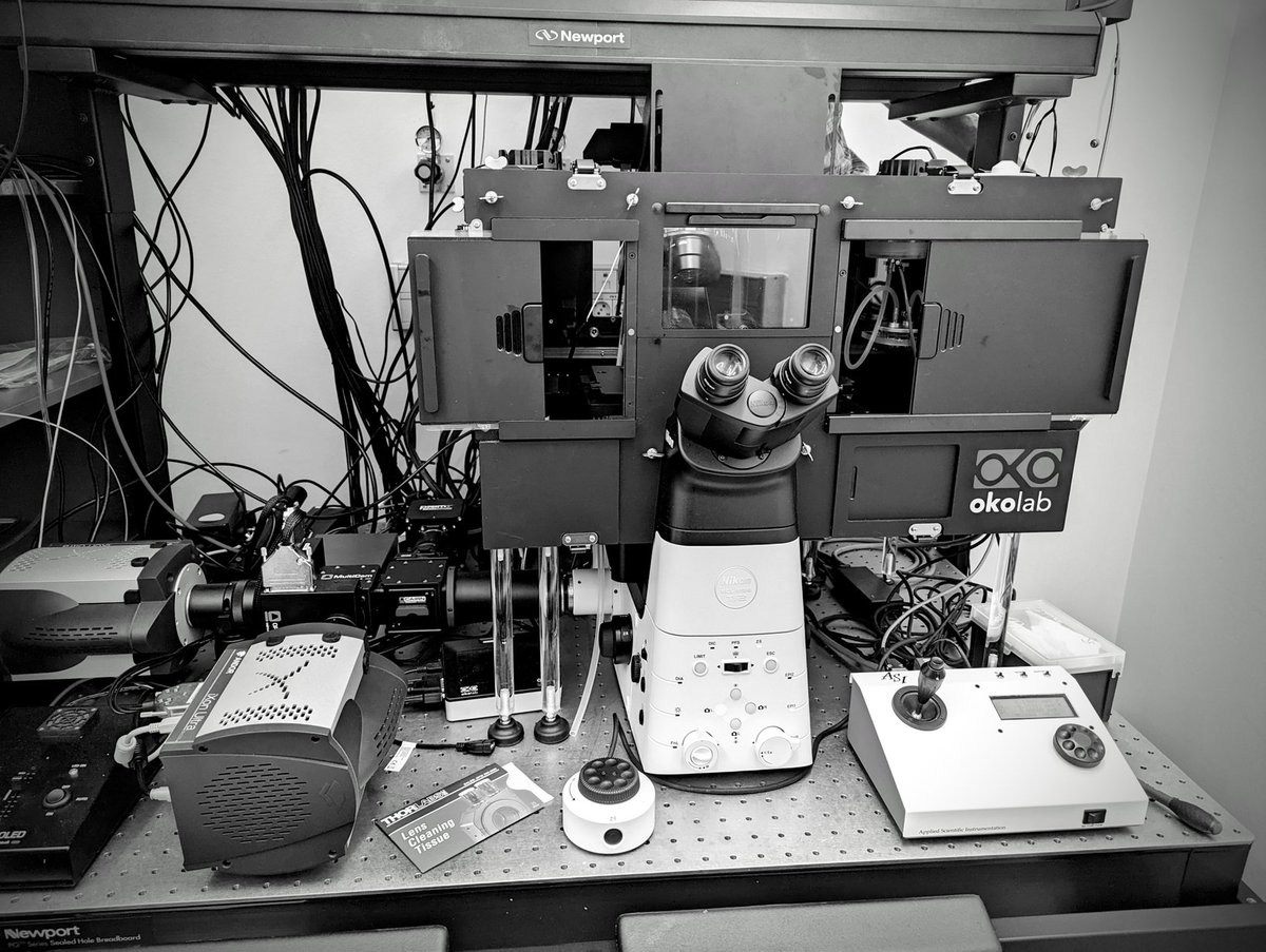 Jez Graham (@jezpersonal) on Twitter photo In a darkened room with a bunch of lasers and cameras attempting to image and damage microtubules in as many ways as possible...
<a href="/CRGenomica/">Centre for Genomic Regulation (CRG)</a>
<a href="/Cairn_Research/">Cairn Research</a> @gatacasystems In a darkened room with a bunch of lasers and cameras attempting to image and damage microtubules in as many ways as possible...
<a href="/CRGenomica/">Centre for Genomic Regulation (CRG)</a>
<a href="/Cairn_Research/">Cairn Research</a> @gatacasystems