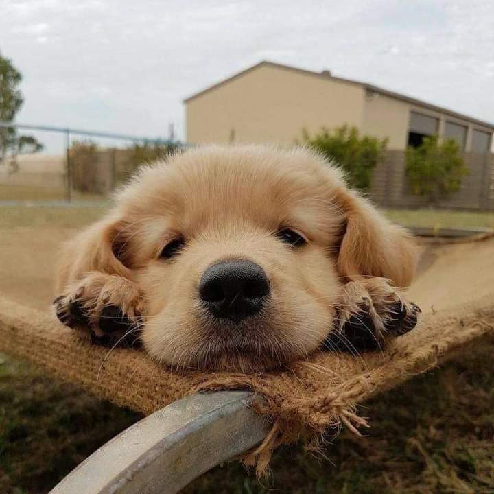 Cuteness overloaded 🥰🥰 #goldenretriever #gsdde