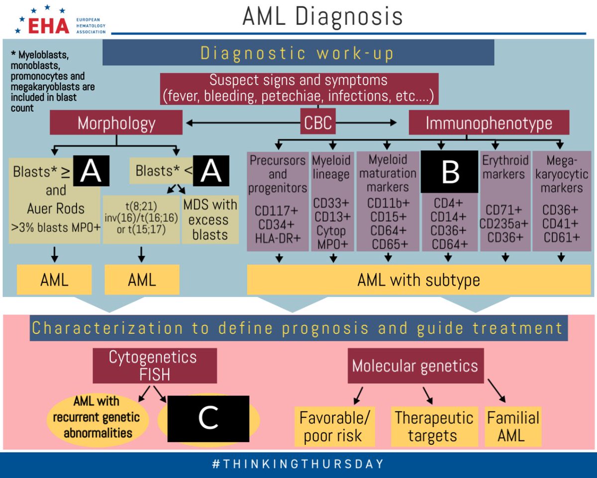 EHA_Hematology's tweet photo. Welcome to EHA #ThinkingThursday. Today's clinical schema focuses on #AcuteMyeloidLeukemia #AML #diagnosis. Can you fill in A, B and C?

Interested in #AML? See our recently published Hematology Update covering AML diagnosis and treatment on #EHACampus:
https://t.co/tq9GtOf6nn https://t.co/LwgDu1MDpj
