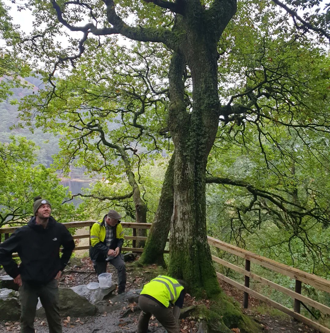 danny_alvey's tweet photo. 2023 seems to be a mast year for our native Irish oak. Every 5-10 years these incredible trees will synchronise a mass production of acorns to increase chances of creating the next generation. Now is a great time to hunt for some acorns in your local area and sow a few 🌱 https://t.co/kPuVj7hMTA