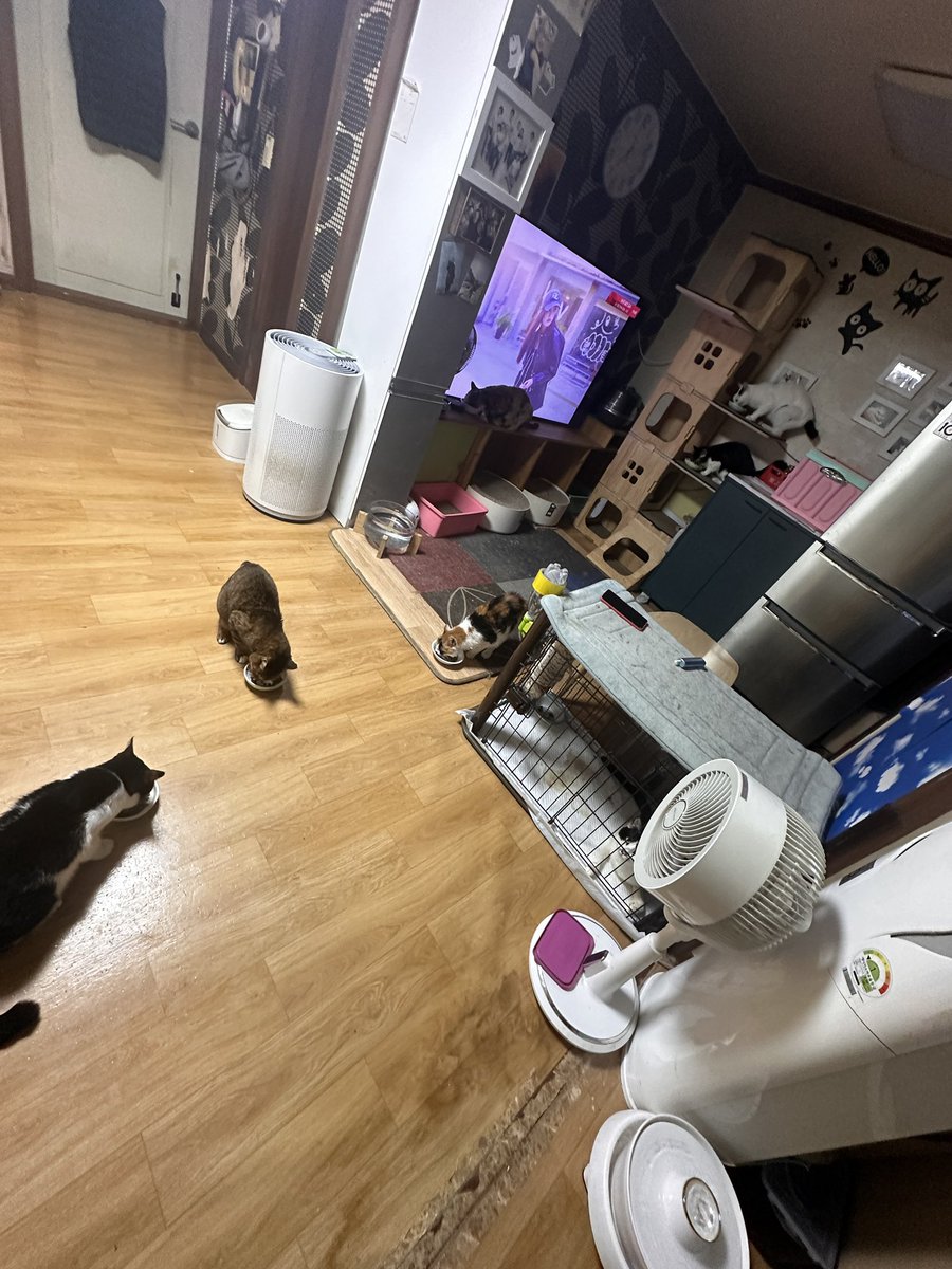 mirror_cat_'s tweet photo. 1쉼터 식사시간 https://t.co/XYFs6Dggwd