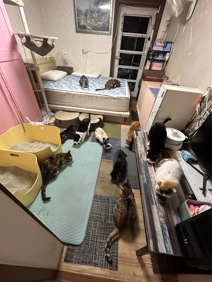 mirror_cat_'s tweet photo. 1쉼터 식사시간 https://t.co/XYFs6Dggwd