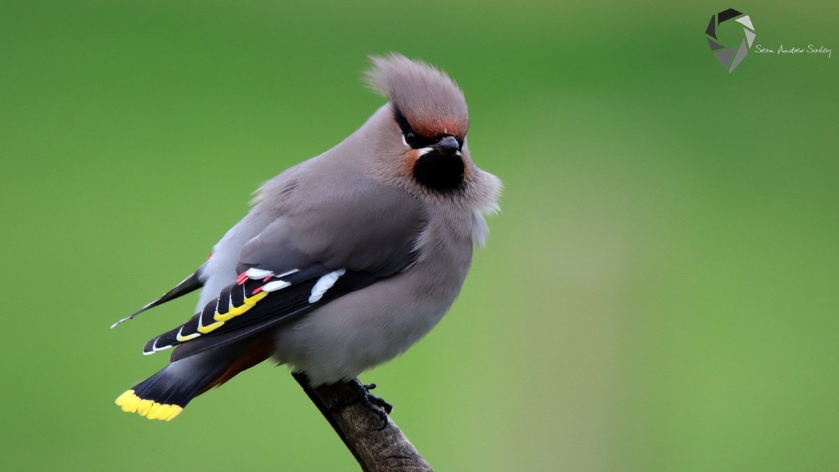SasleySean's tweet photo. Bohemian Waxwings (Bombycilla garrulus) in Shetland. https://t.co/Y8rbaWH9zu
