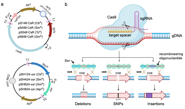 aleyo_arce's tweet photo. Our method consists of a dual plasmid system. The first vector encodes an inducible cas9 and the constitutive expression of a target-specific sgRNA for the counterselection of WT alleles. The plasmid has already proven effective in the related bug #Pputida by @LabNikel (2/7) https://t.co/Rq4iTVcI37