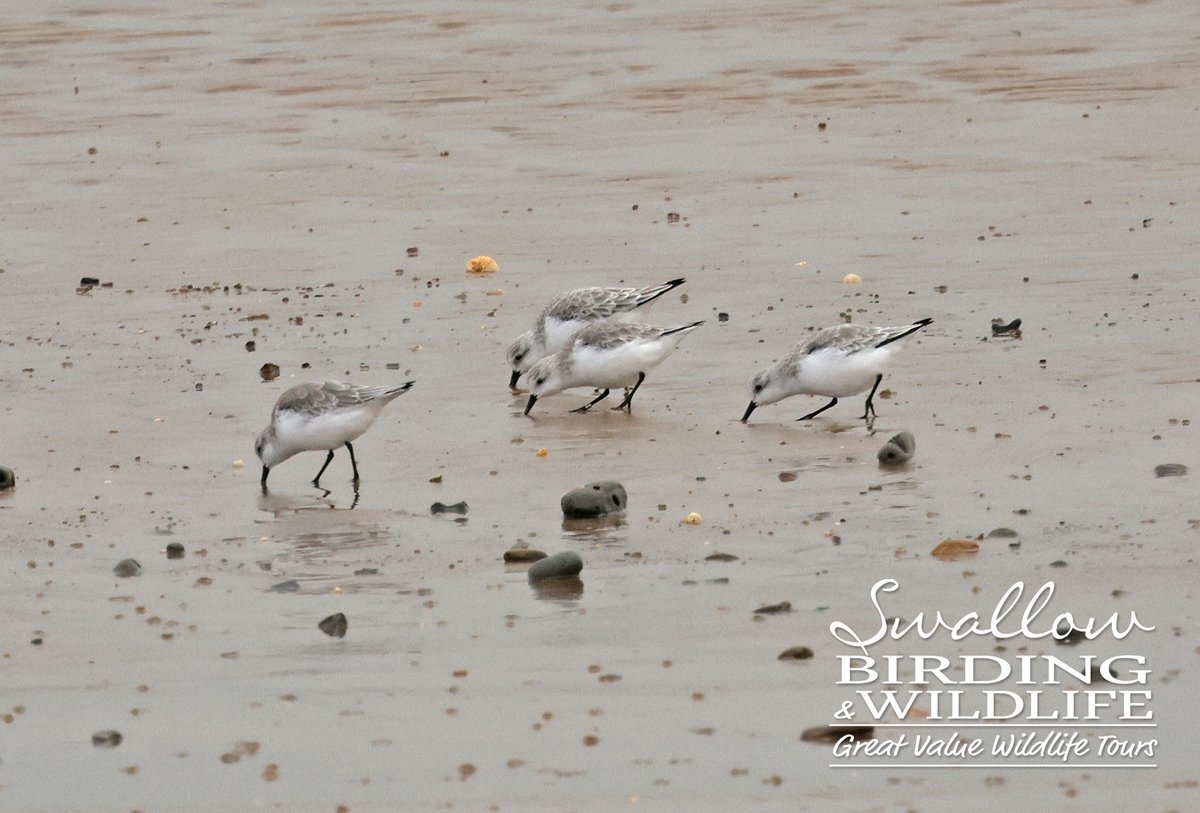 CATTLE EGRETS, PURPLE SANDPIPER &amp; SANDERLING, just some of the great species we encountered on our guided walk at The Naze &amp; Holland Haven yesterday. #BirdsSeenIn2023 #essexbirding