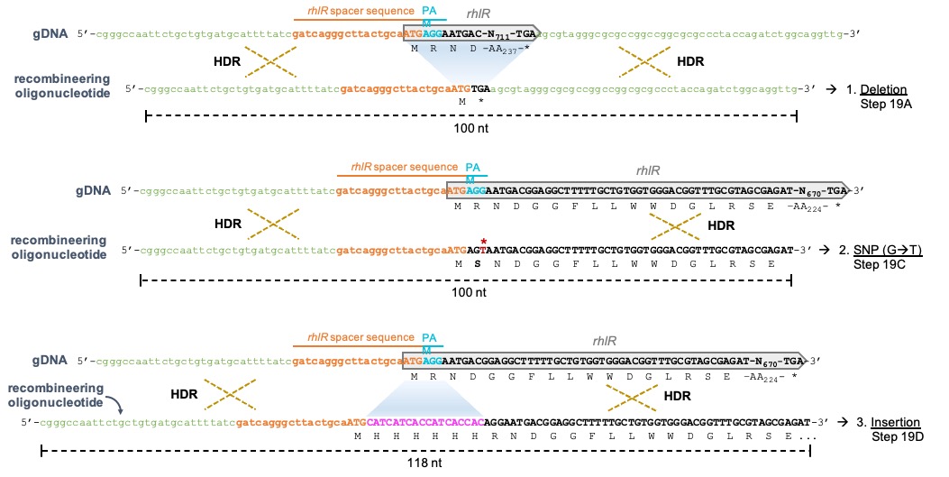 aleyo_arce's tweet photo. The mutagenesis oligonucleotide requires only 40-50 nt homology regions in order to introduce virtually any type of modification, including short and long deletions, short insertions, and SNPs with varying efficiencies (4/7) https://t.co/ppUrXEDME9
