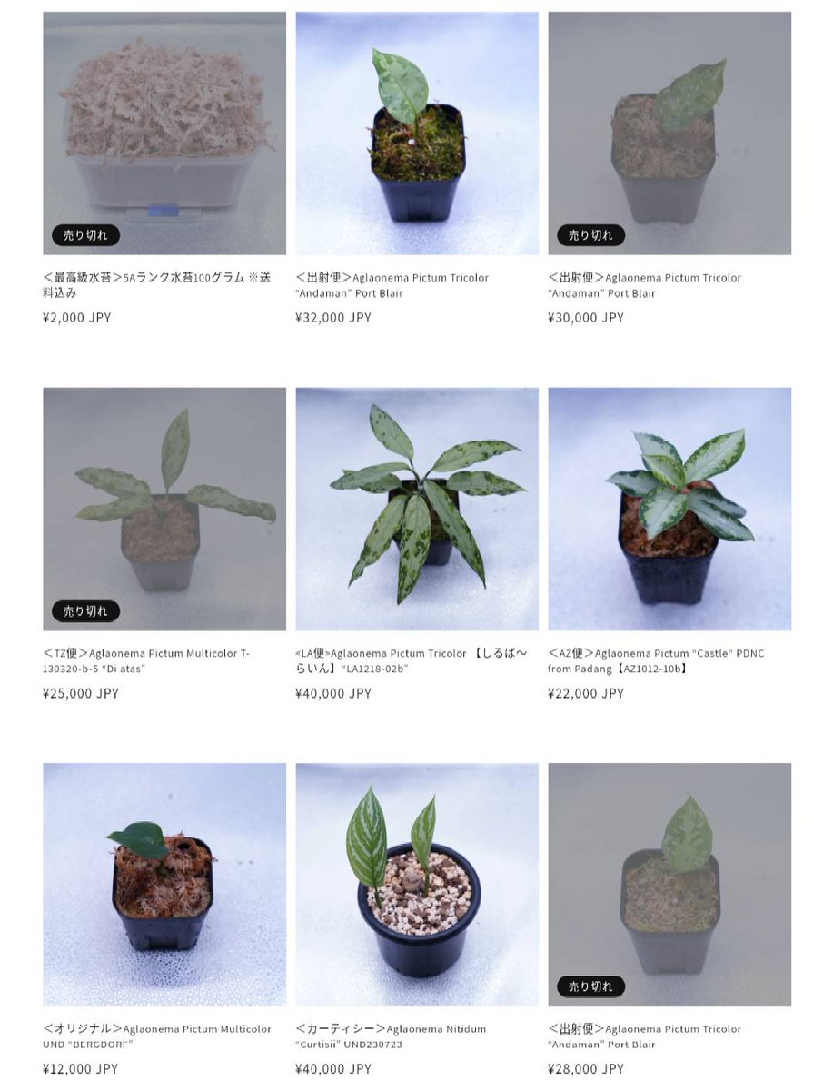 undried_tokyo's tweet photo. 現在秋のキャンペーン中です！

①アグラオネマ全品 表示価格から20％オフ
②送料無料
③アグラオネマを2点以上お買い上げで、オリジナルの幼株をプレゼント
④水苔約50gをプレゼント

この機会にぜひご検討ください♪

クーポンコード【2nd-anniversary】

UNDRIED TOKYO
https://t.co/ki6AuMx8uM https://t.co/WiwdUaCI76