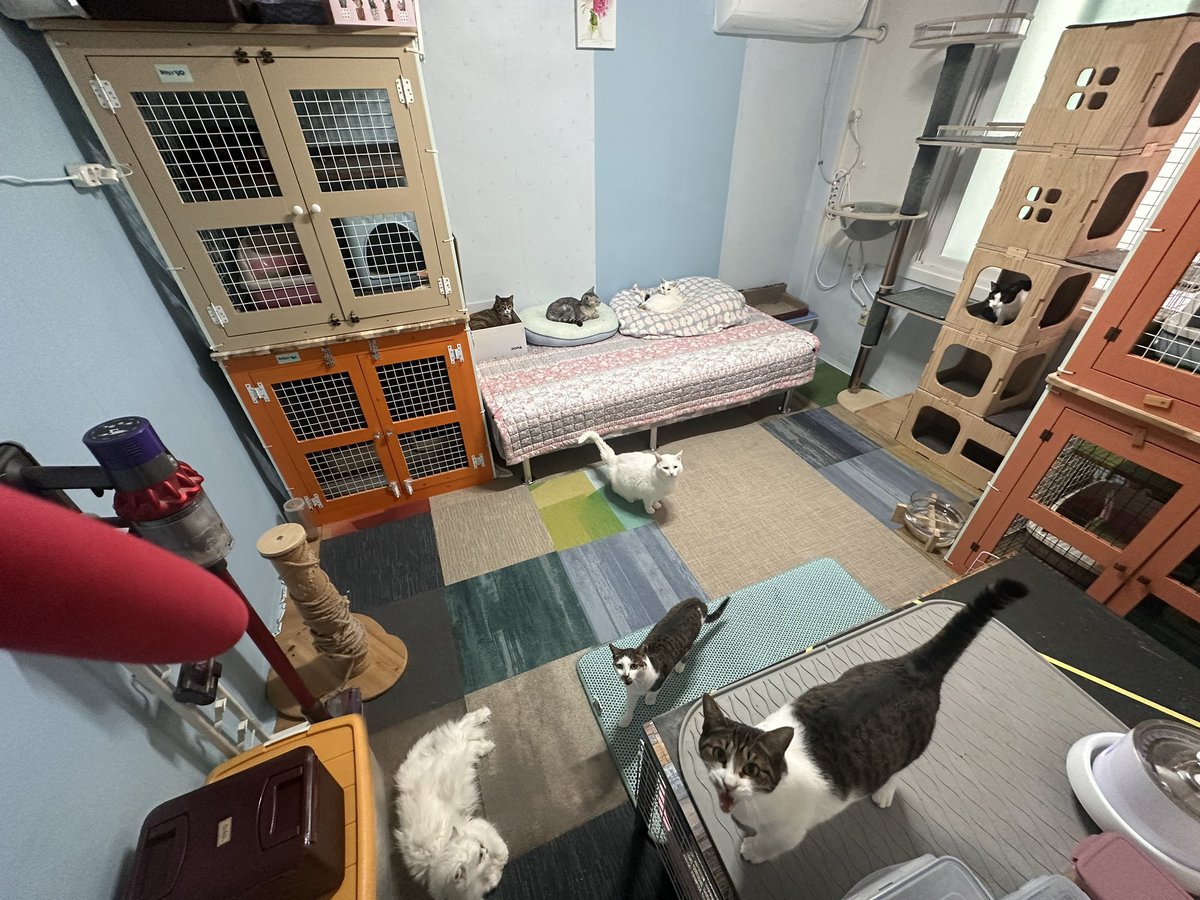 mirror_cat_'s tweet photo. https://t.co/yF0WMhbLC7