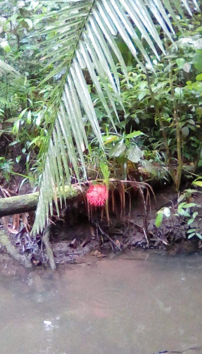 Touring trips
Kibale is a popular destination for #birders  with 4 endemic types as it cutlrtails #Beautiful #trails leading you to those spots of #birdingzones sealed with #grassland #treespeices and riverswamps.

#ExploreUganda
#uniquelyours 
#kibaleforest 
#cedrictraveltimes