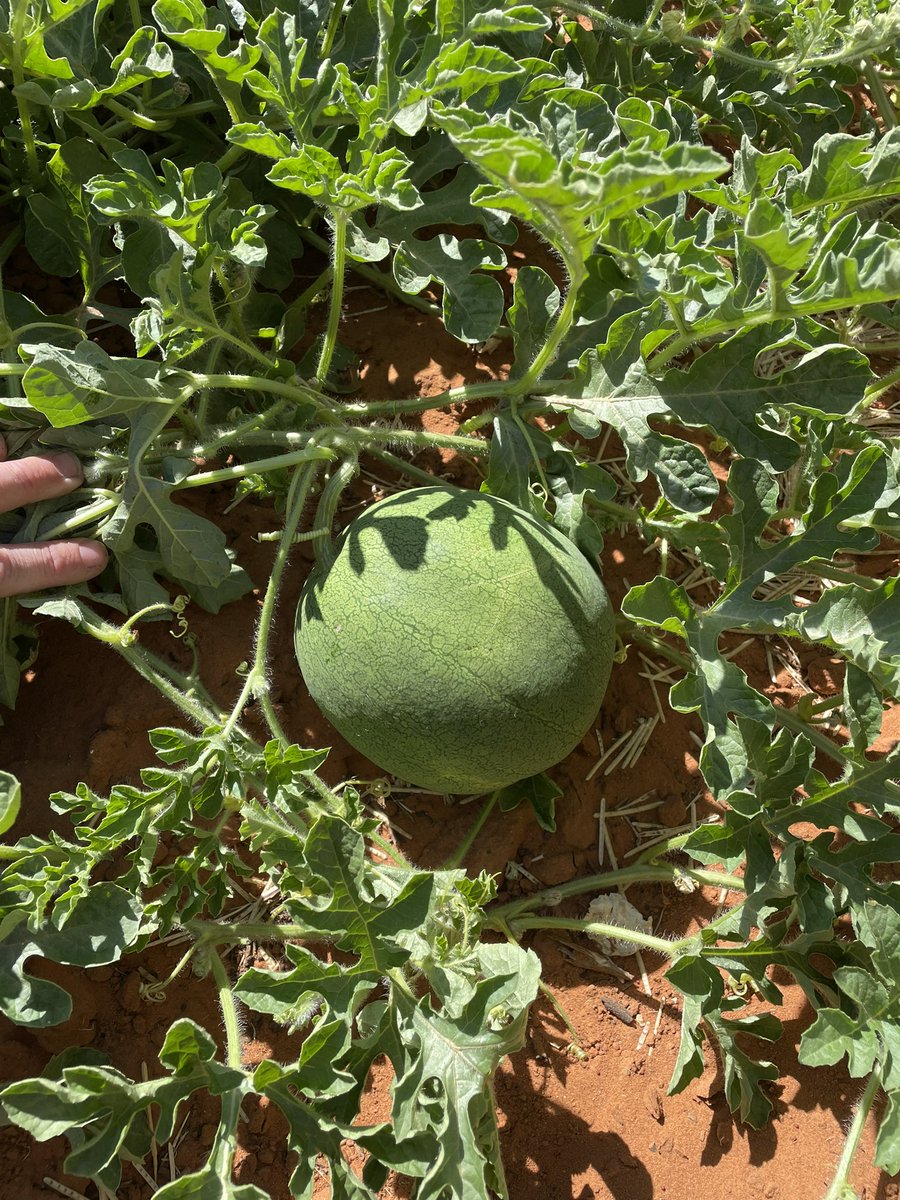 JAdamsSSDD's tweet image. Melons near Lake Menindee…#outbackagro