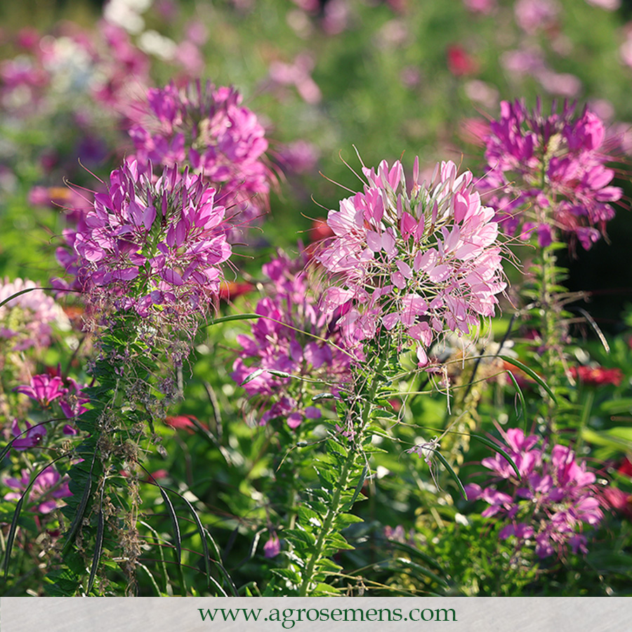 AGROSEMENS tweet media